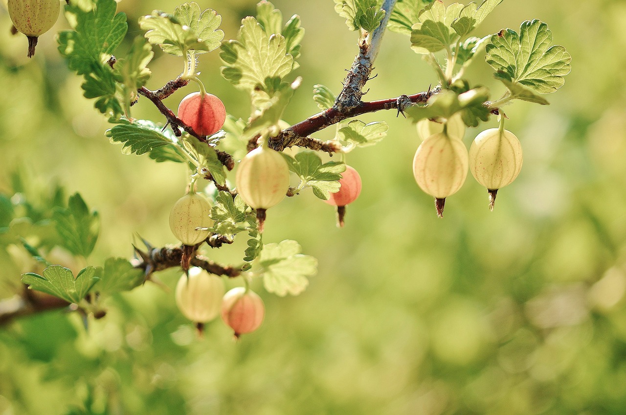 10 Tips for Creating a Drought-Resistant Garden